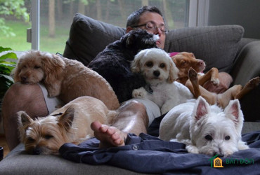 Có nên nuôi chó ở phòng trọ hay không? Hãy trả lời các câu hỏi sau