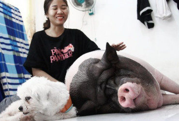 Tìm phòng trọ cho nuôi thú cưng, không chung chủ