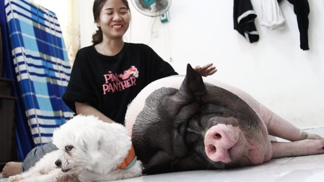 Tìm phòng trọ cho nuôi thú cưng, không chung chủ